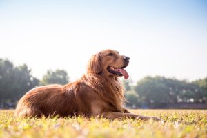 Scopri di più sull'articolo Ho sognato un cane…che significa?